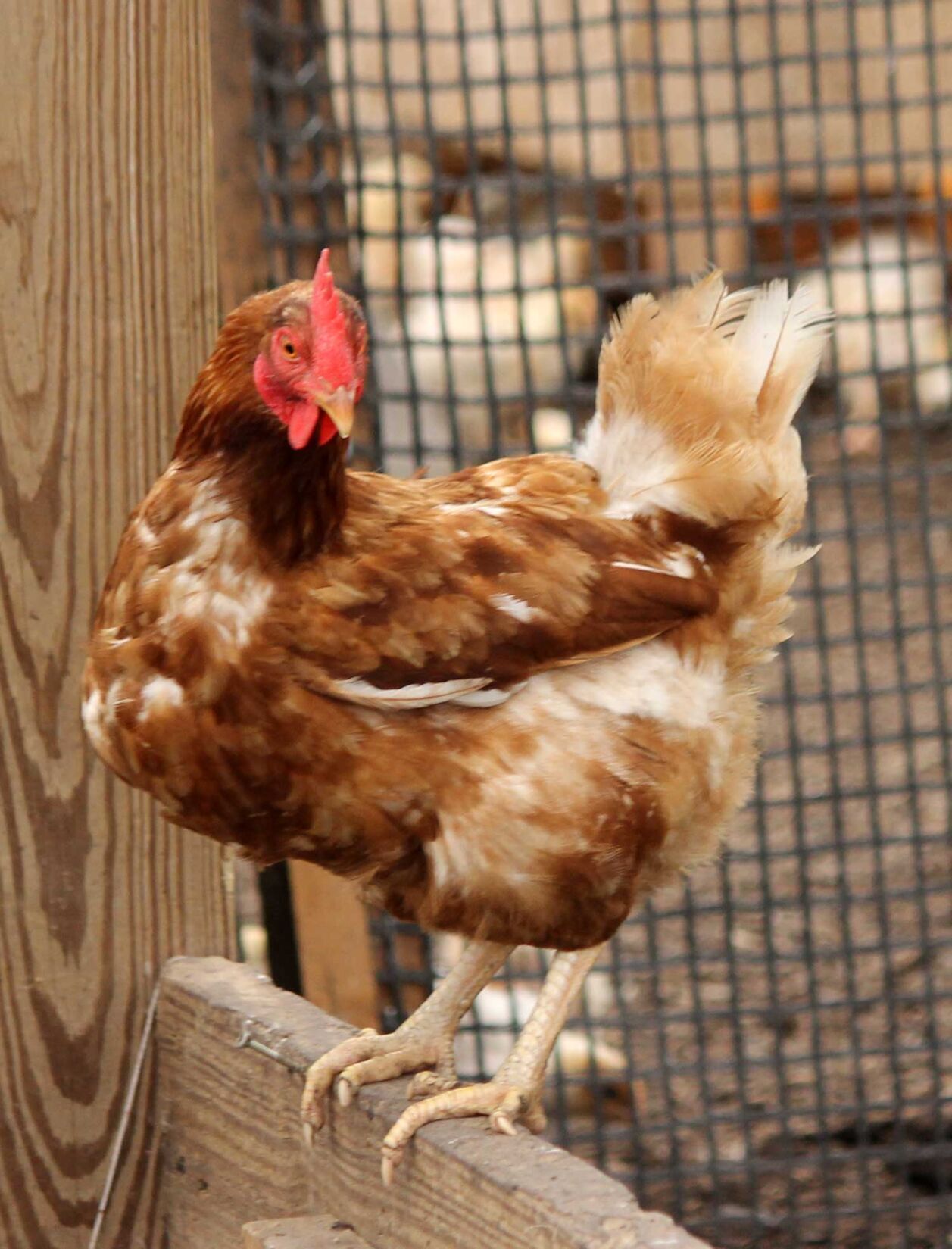 Epiphany Farms Chicken